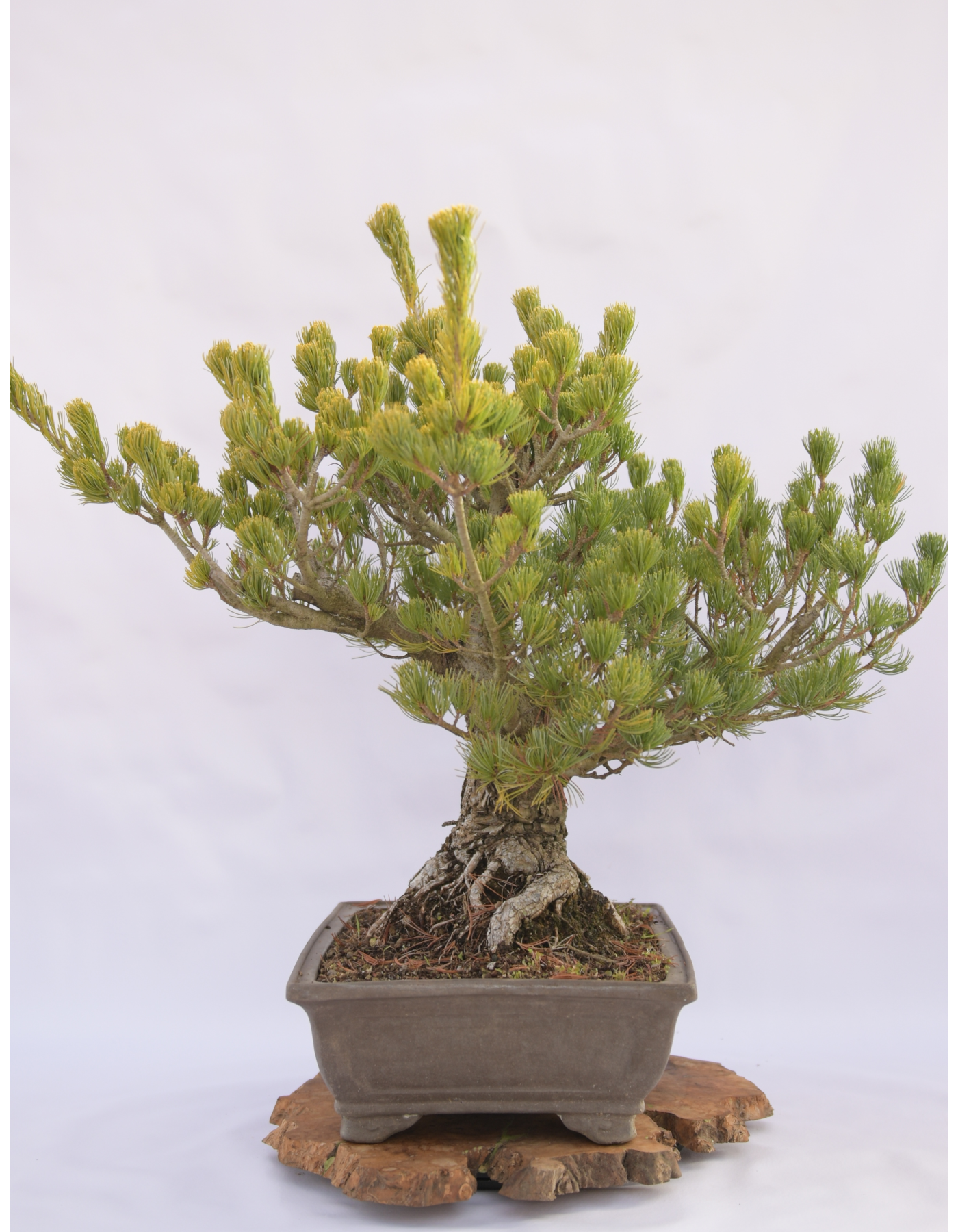 PINO BIANCO PENTAPHILLA A