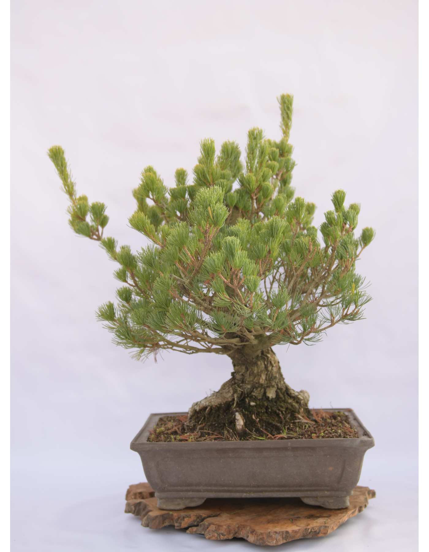 PINO BIANCO PENTAPHILLA A