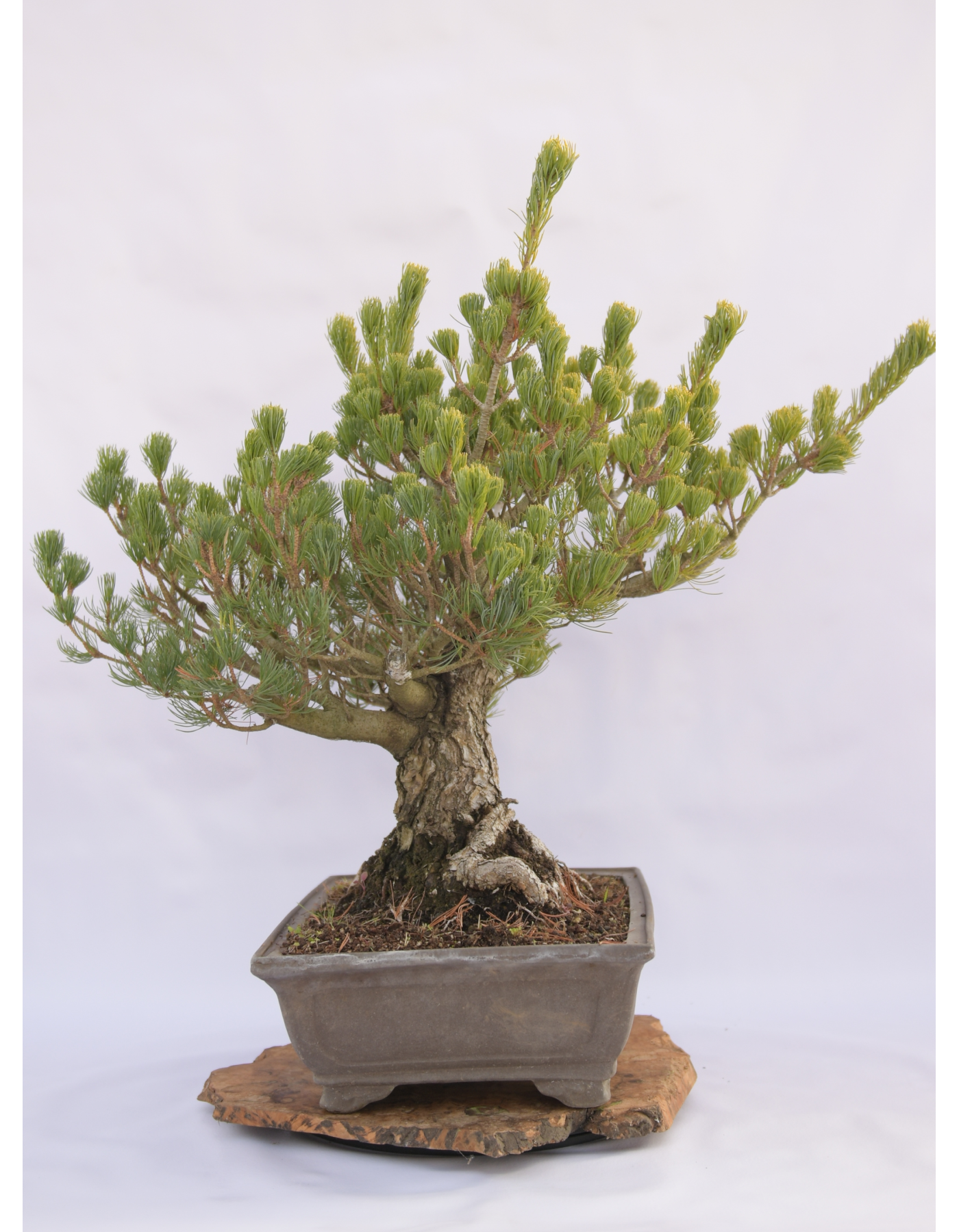 PINO BIANCO PENTAPHILLA A