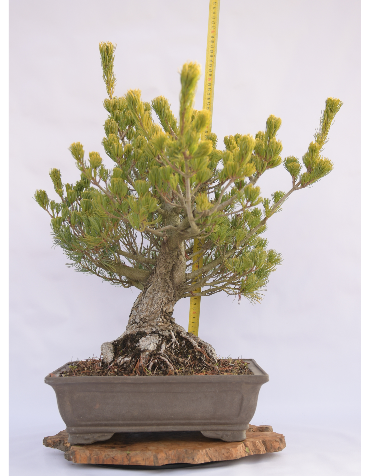 PINO BIANCO PENTAPHILLA A