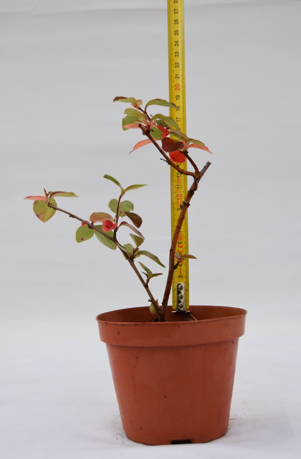 Pseudocydonia giovane 20 cm: 10 pezzi | La Gemma del Bonsai